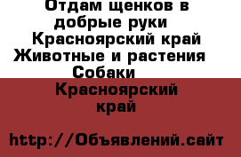 Отдам щенков в добрые руки - Красноярский край Животные и растения » Собаки   . Красноярский край